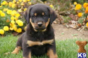 Tommy - Rottweiler Male